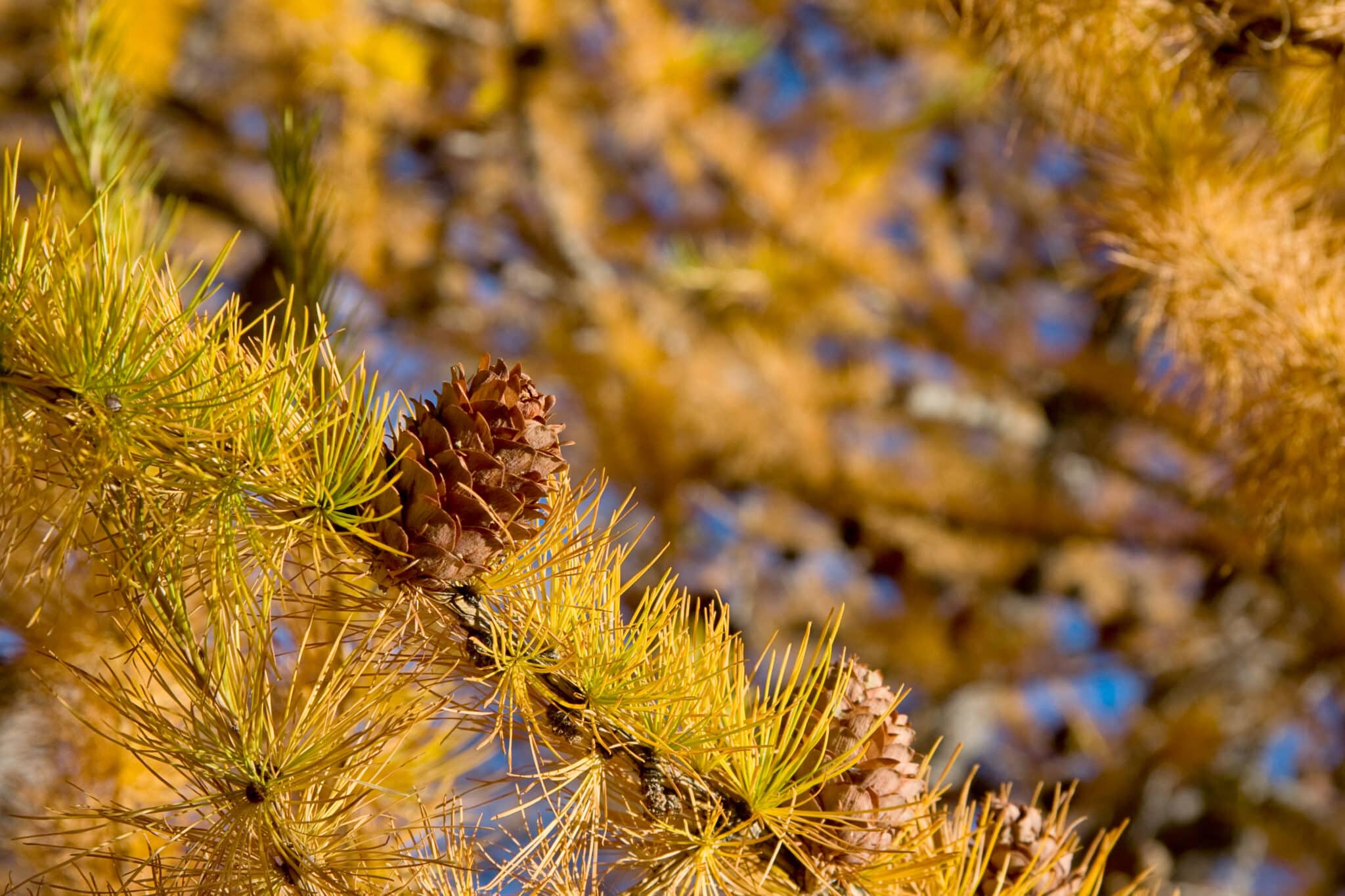 French Alps in autumn