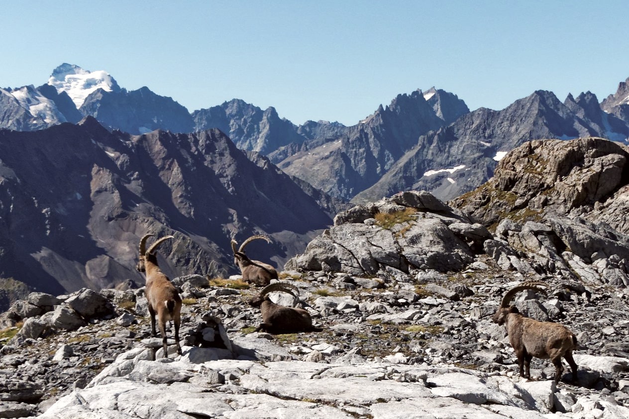 Les bouquetins au sommet du Grand Galibier