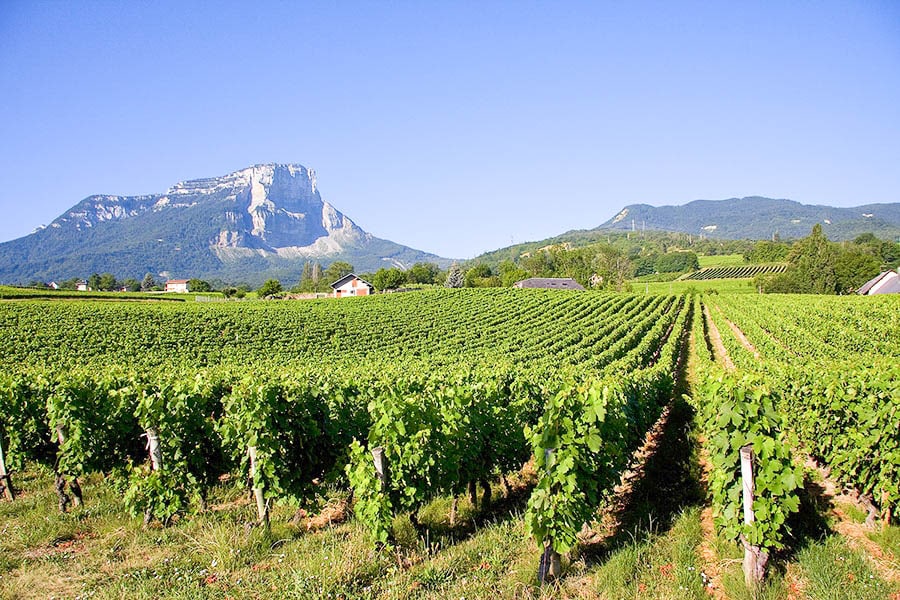 Mont Granier above the Savoie vineyards — Chartreuse massif