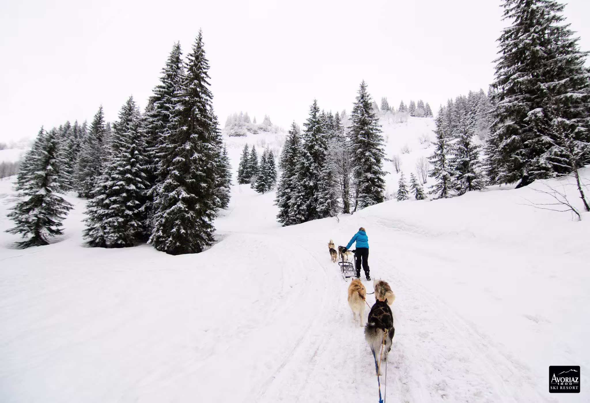 Le chien de traîneau, activité insolite hivernale par excellence