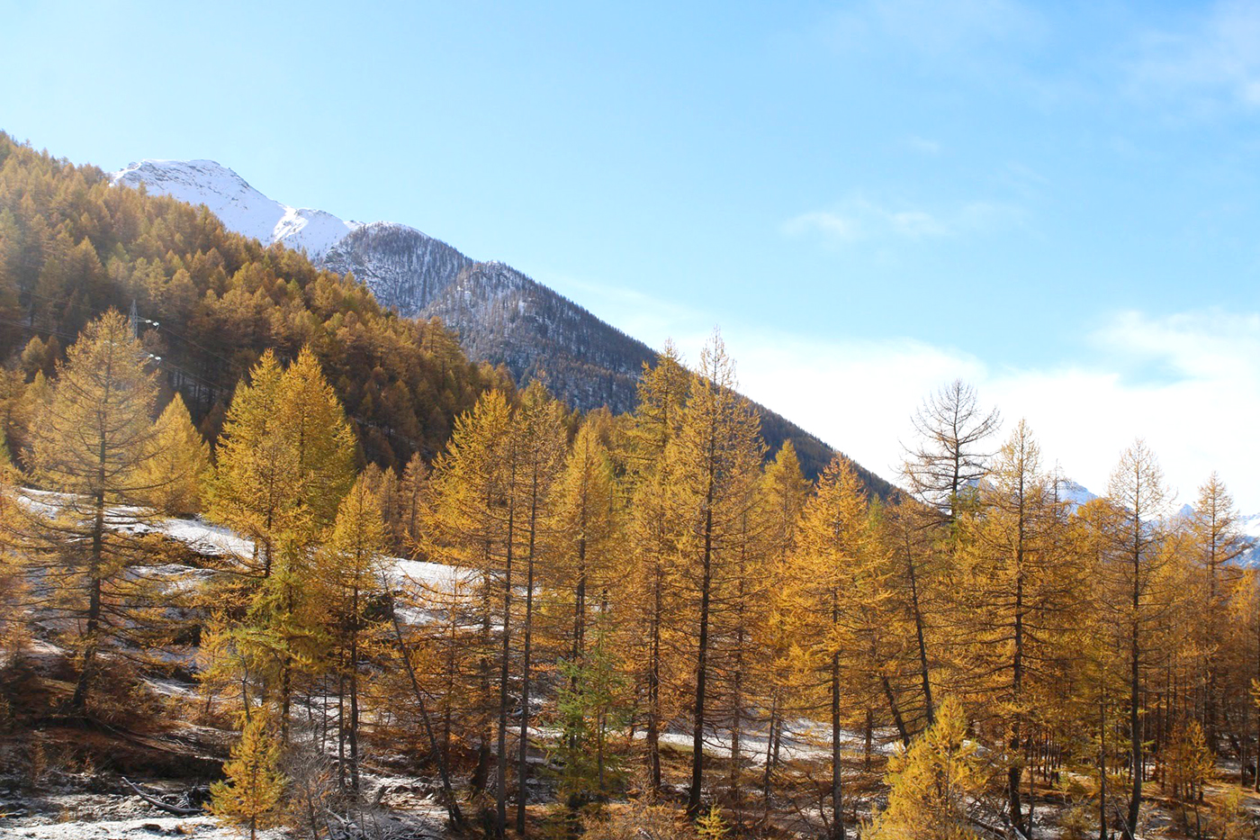 Larches and first snows at Bardonecchia Italy