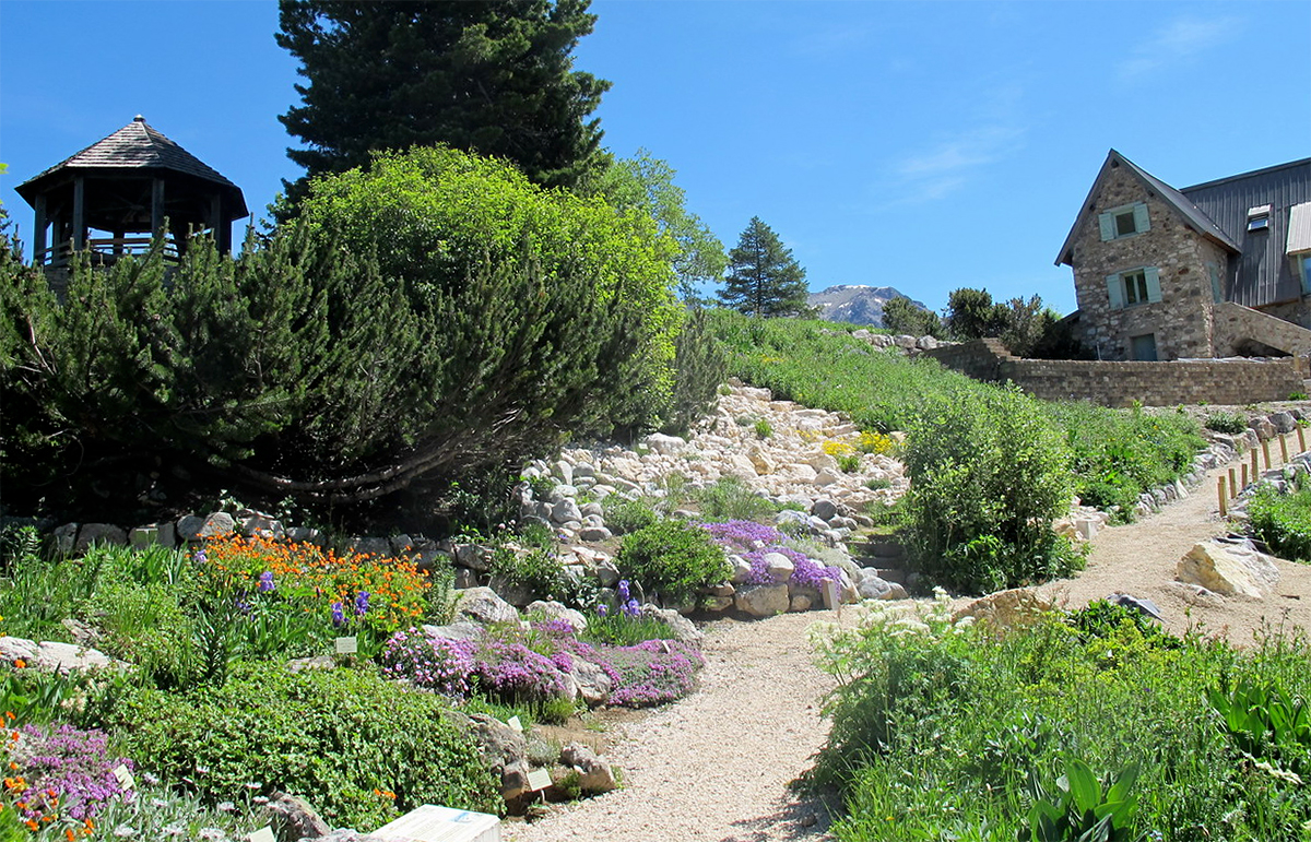 Alpine Garden of Lautaret pass by Serge Aubert